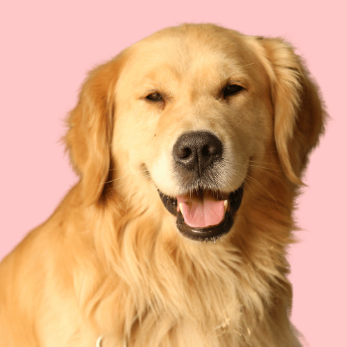 Golden Retriever Dog