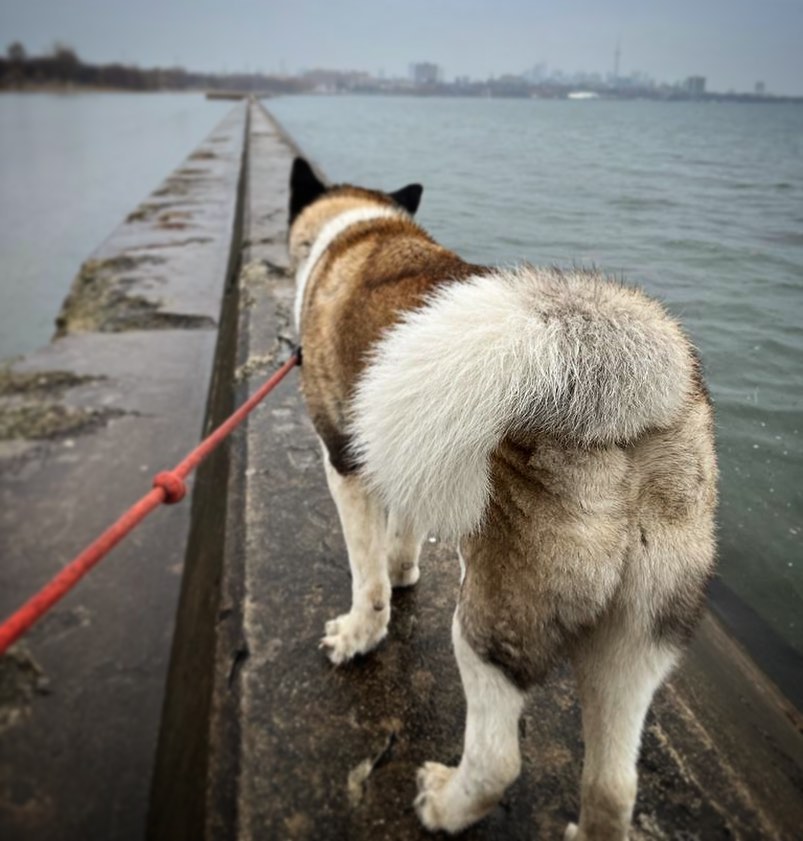 Akita dog walking near water with curled tail held high