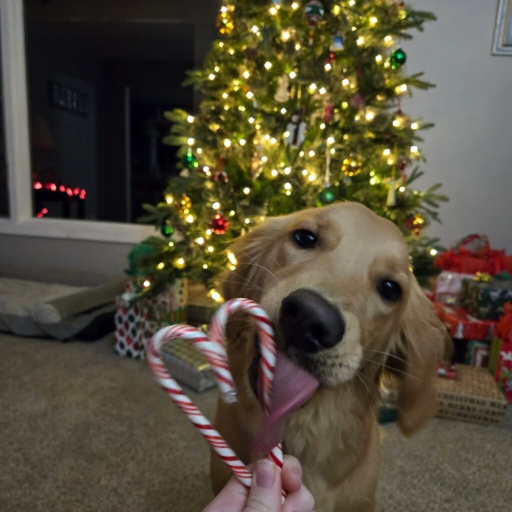Dog Licking