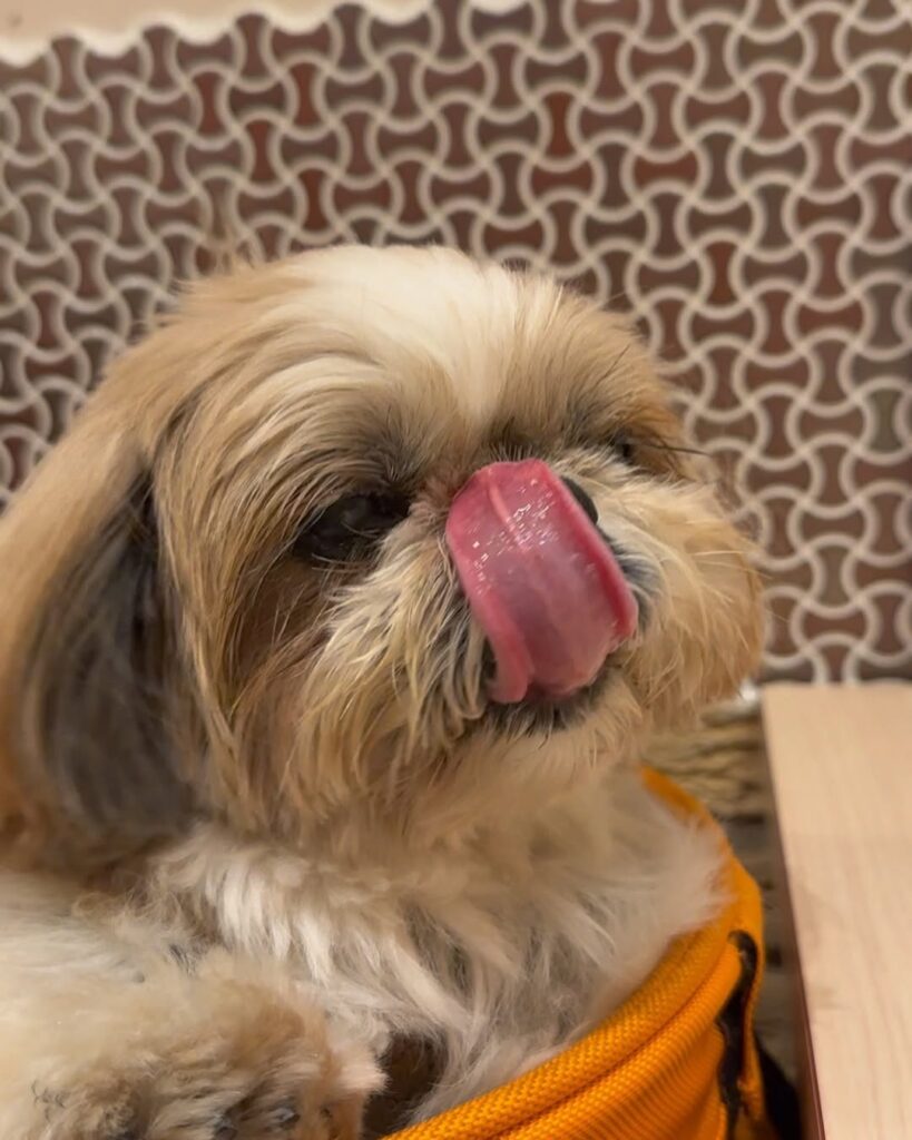 I Tested And Ranked The Best Detangler For Matted Dog Hair: And Here's ...