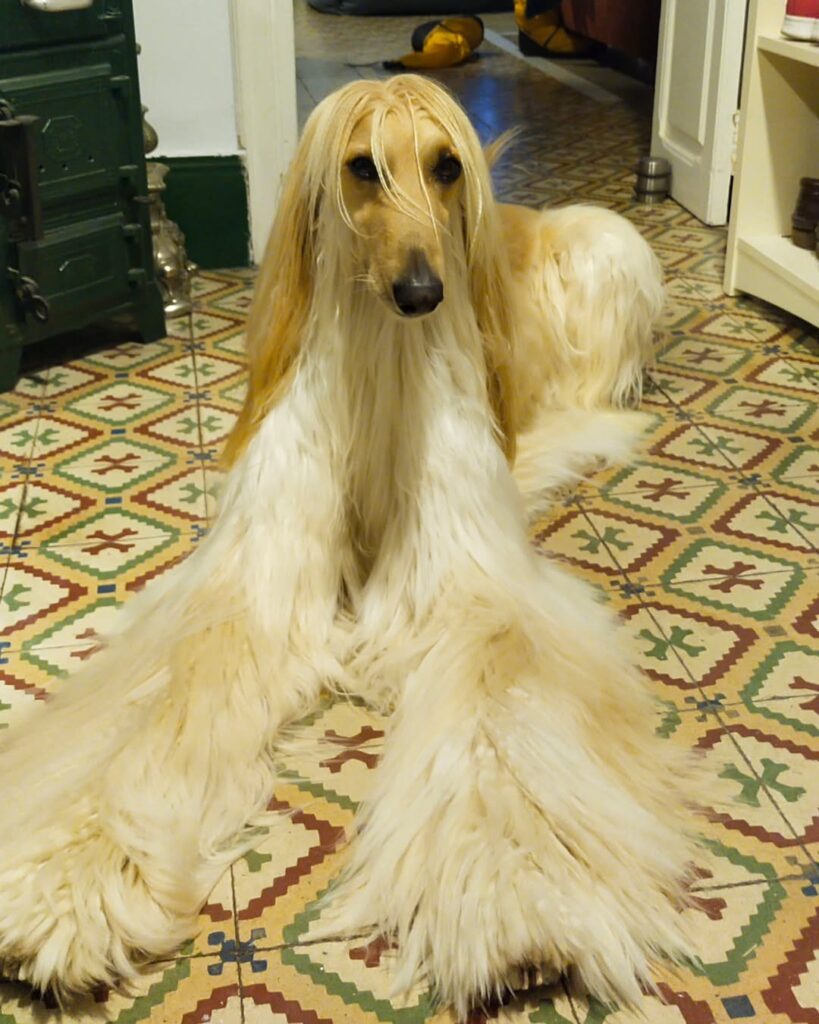 Afghan Hound