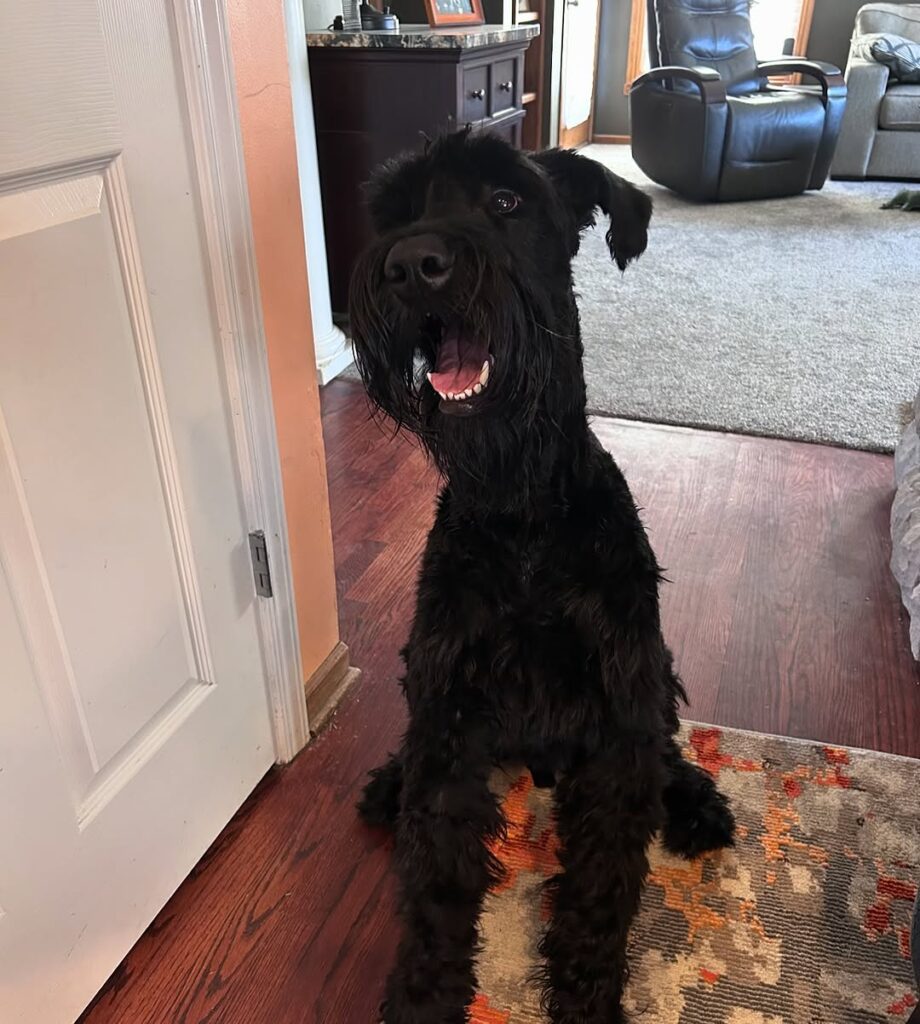 Giant Schnauzer sitting indoors, mouth open in a happy expression