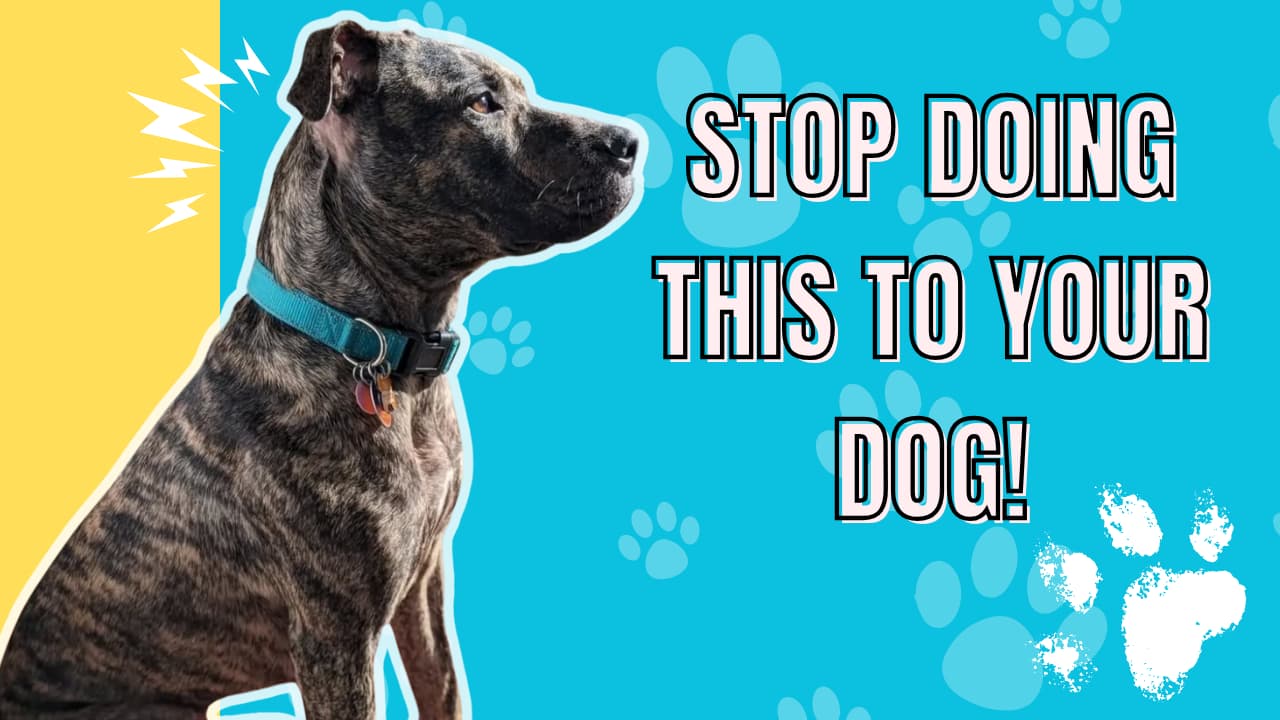 Things You Might Be Doing That Hurt Your Dogs