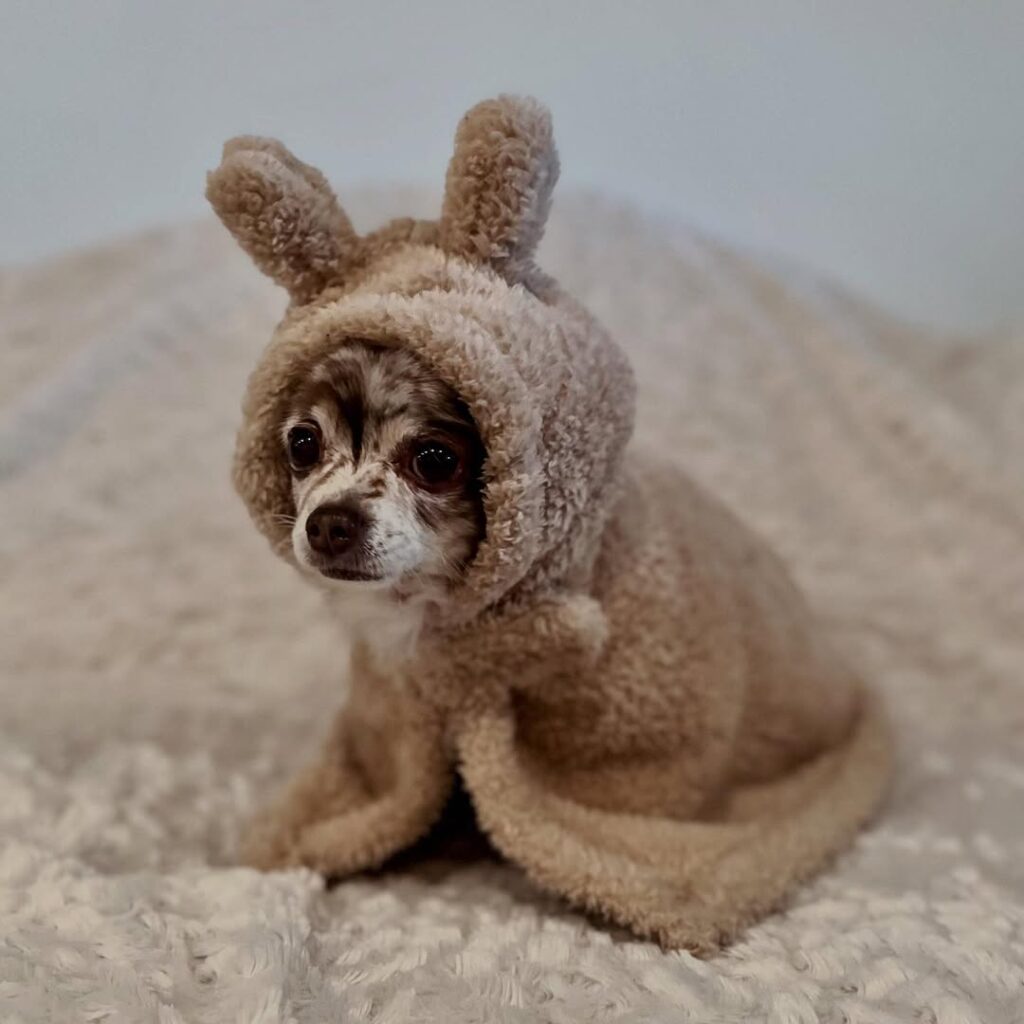 Signs Your Dog Might Be in Trouble