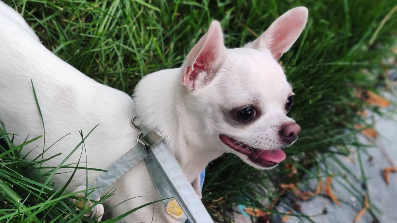 Tiny paws, giant attitude, Chihuahuas are living proof that the smallest dogs can leave the biggest impact.