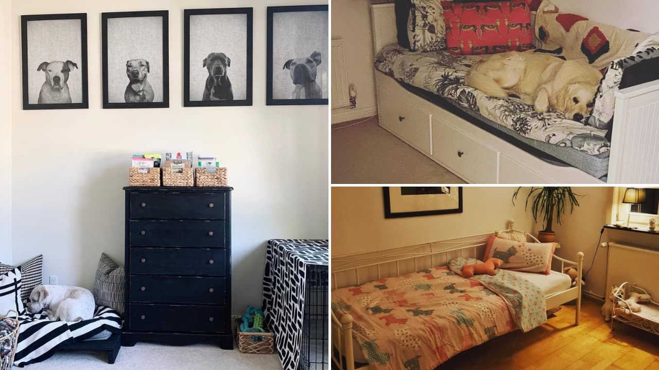 Design hacks that make tails wag and hearts melt!