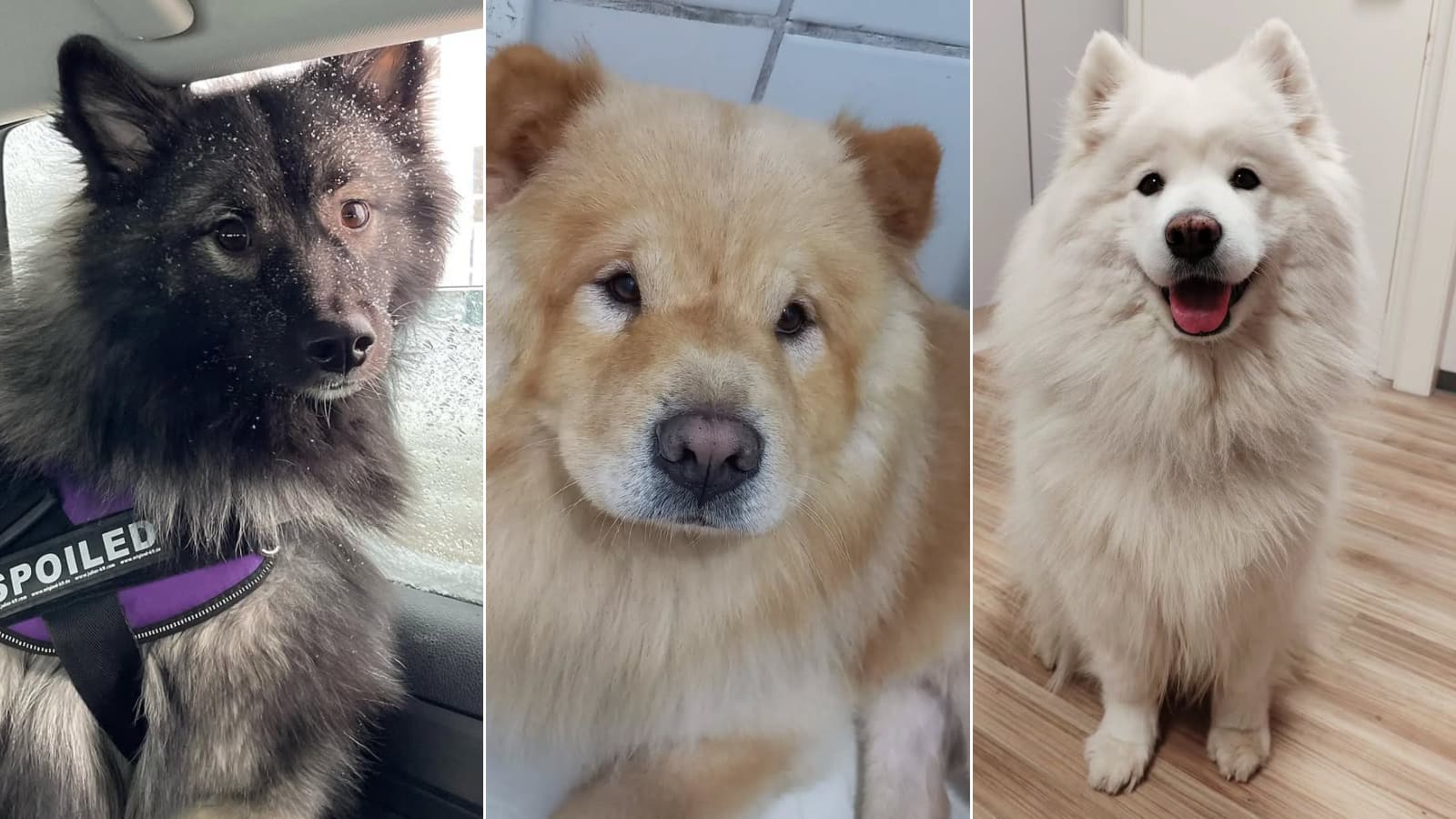 Cuteness overload in every floof and fluff!